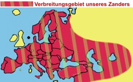 Zanderverbeitung